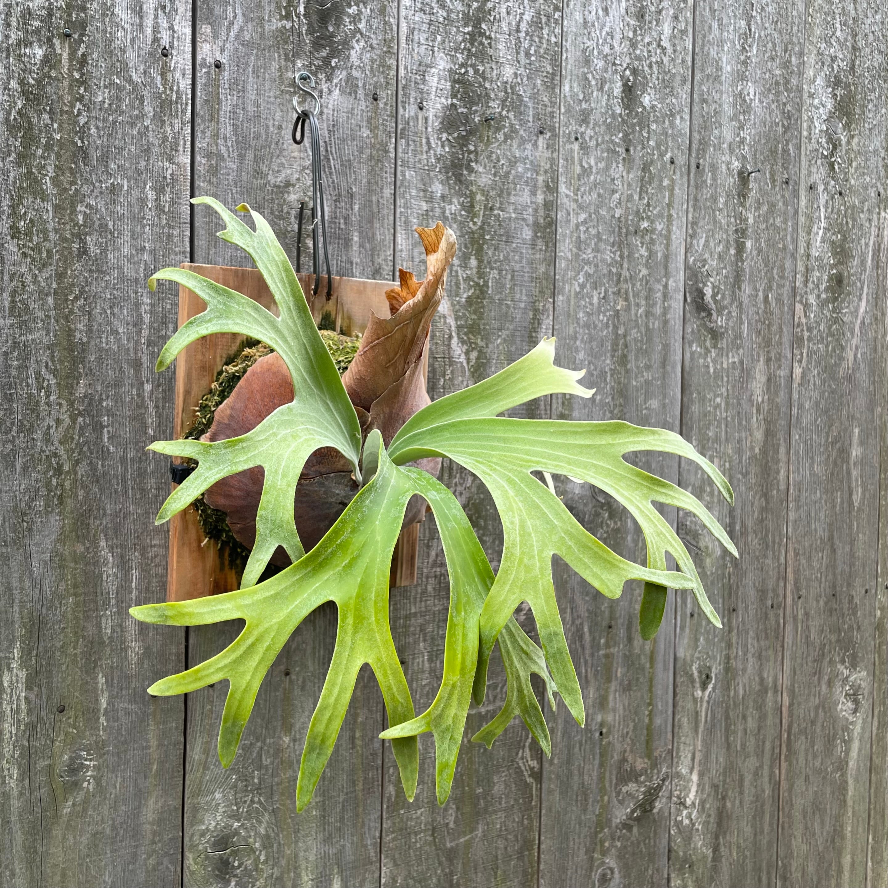 ビカクシダ 希少種P.Pewchan(pup spore)