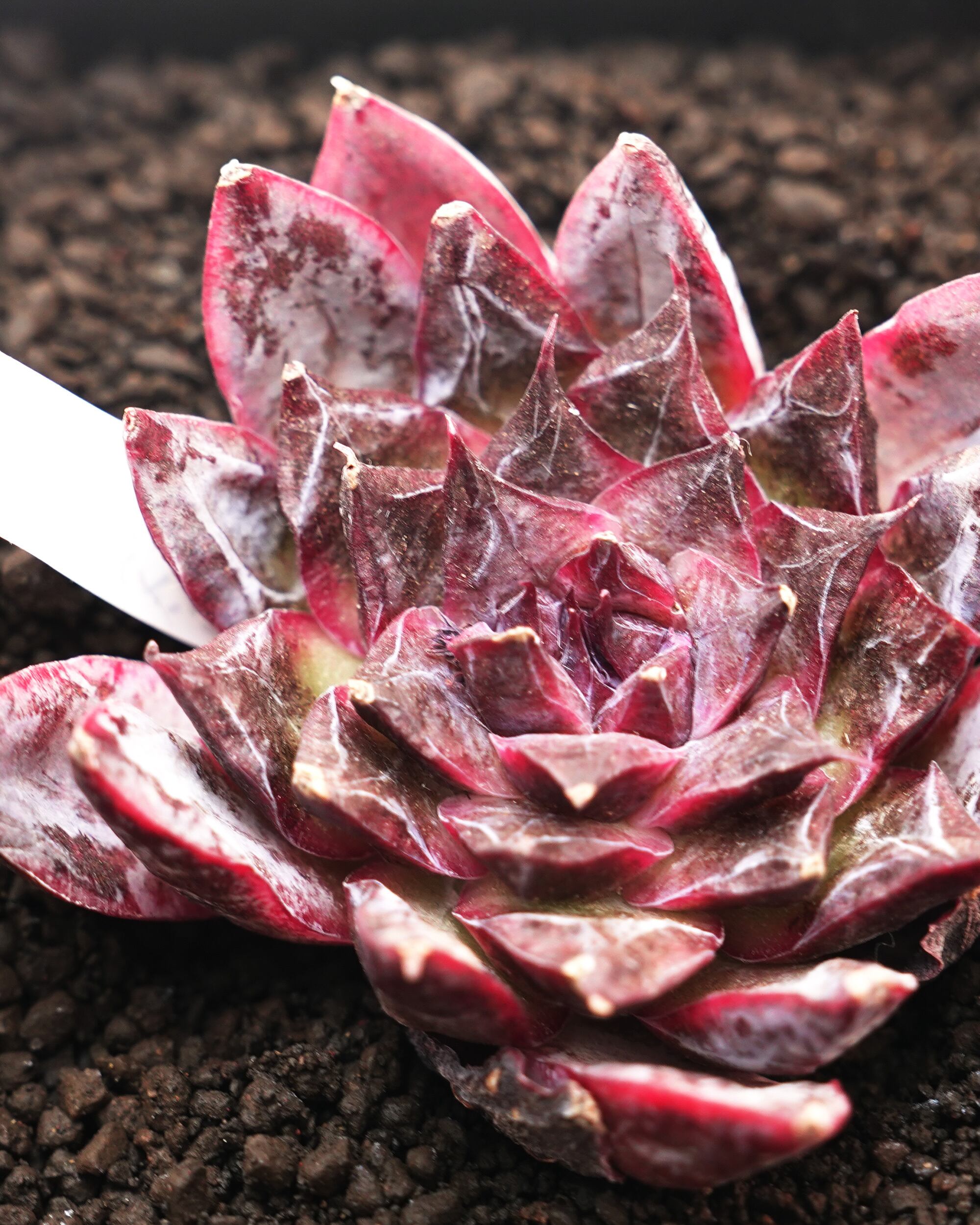 カット苗 サスペンス Echeveria 'Suspense' | PUKUBOOK SUCCULENTS