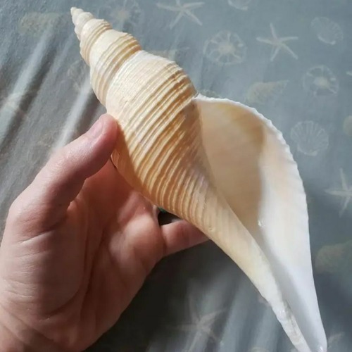 天然貝 巻貝 貝殻 シェル 大きな貝殻 置物 海 装飾