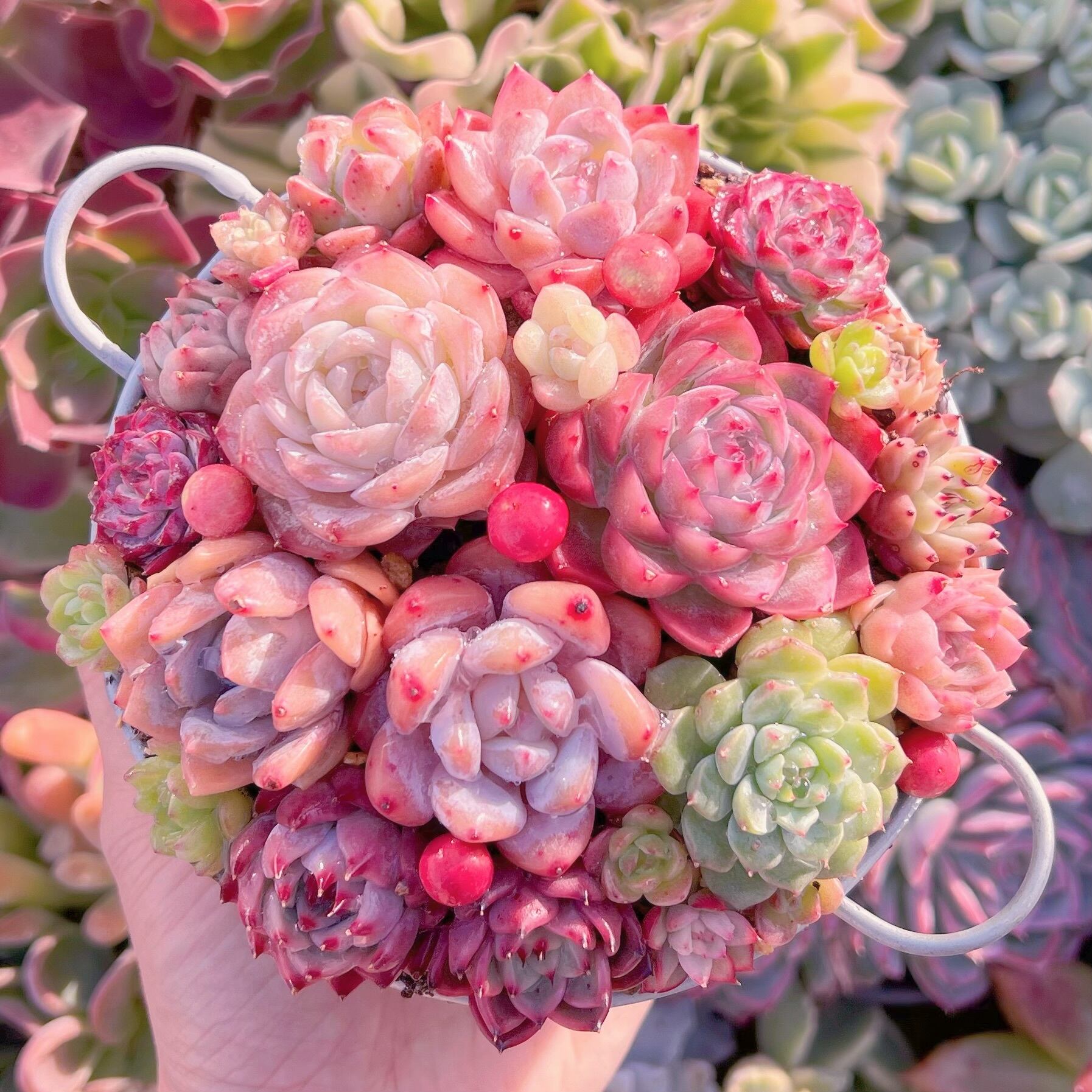 現品　寄せ植え鍋セット#A87   るる農園