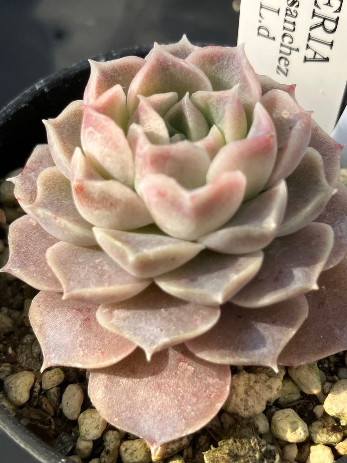 現物商品】霜椿 2.5号サイズ | 多肉植物研究所