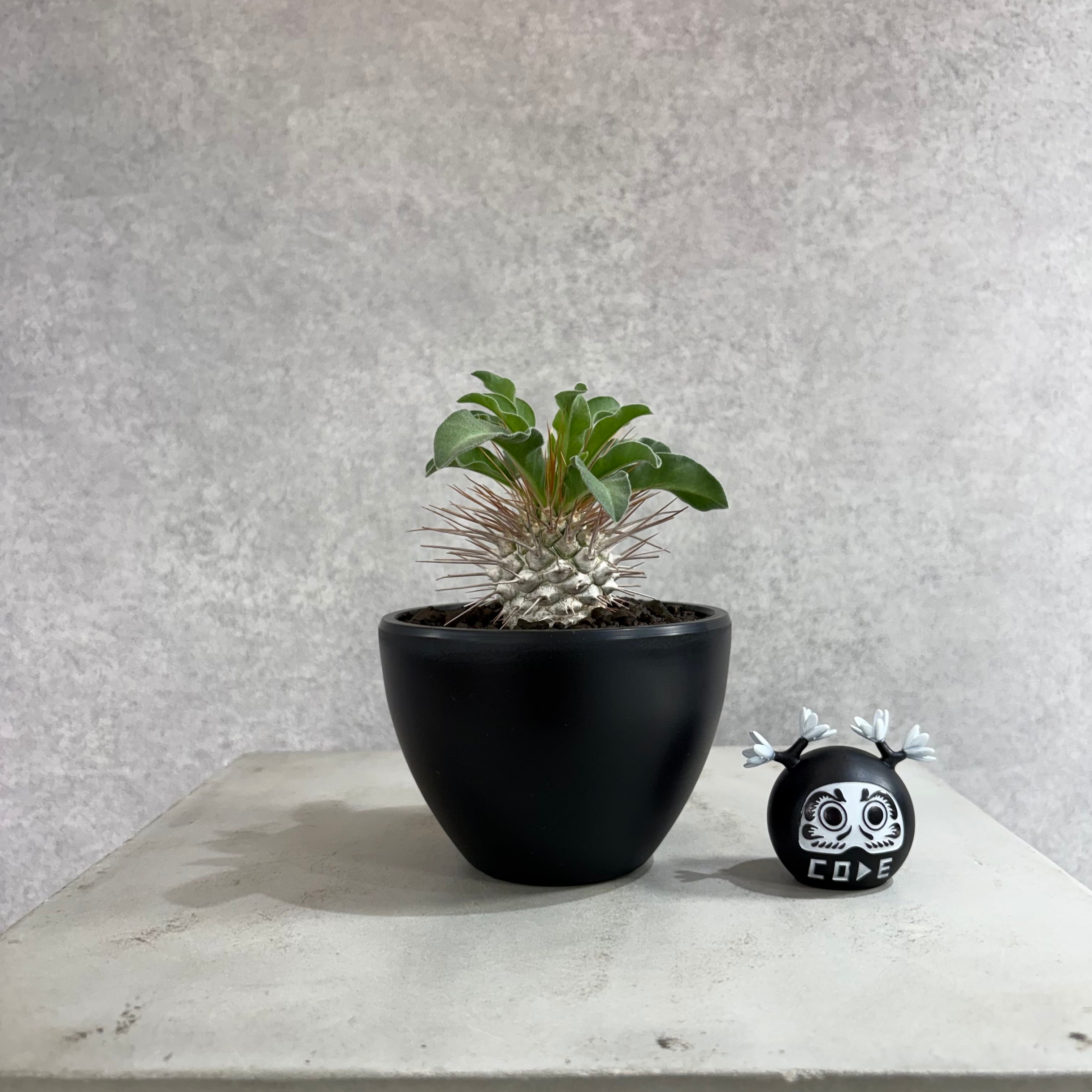 パキポディウム・ナマクアナム【光堂】 547 | CODE