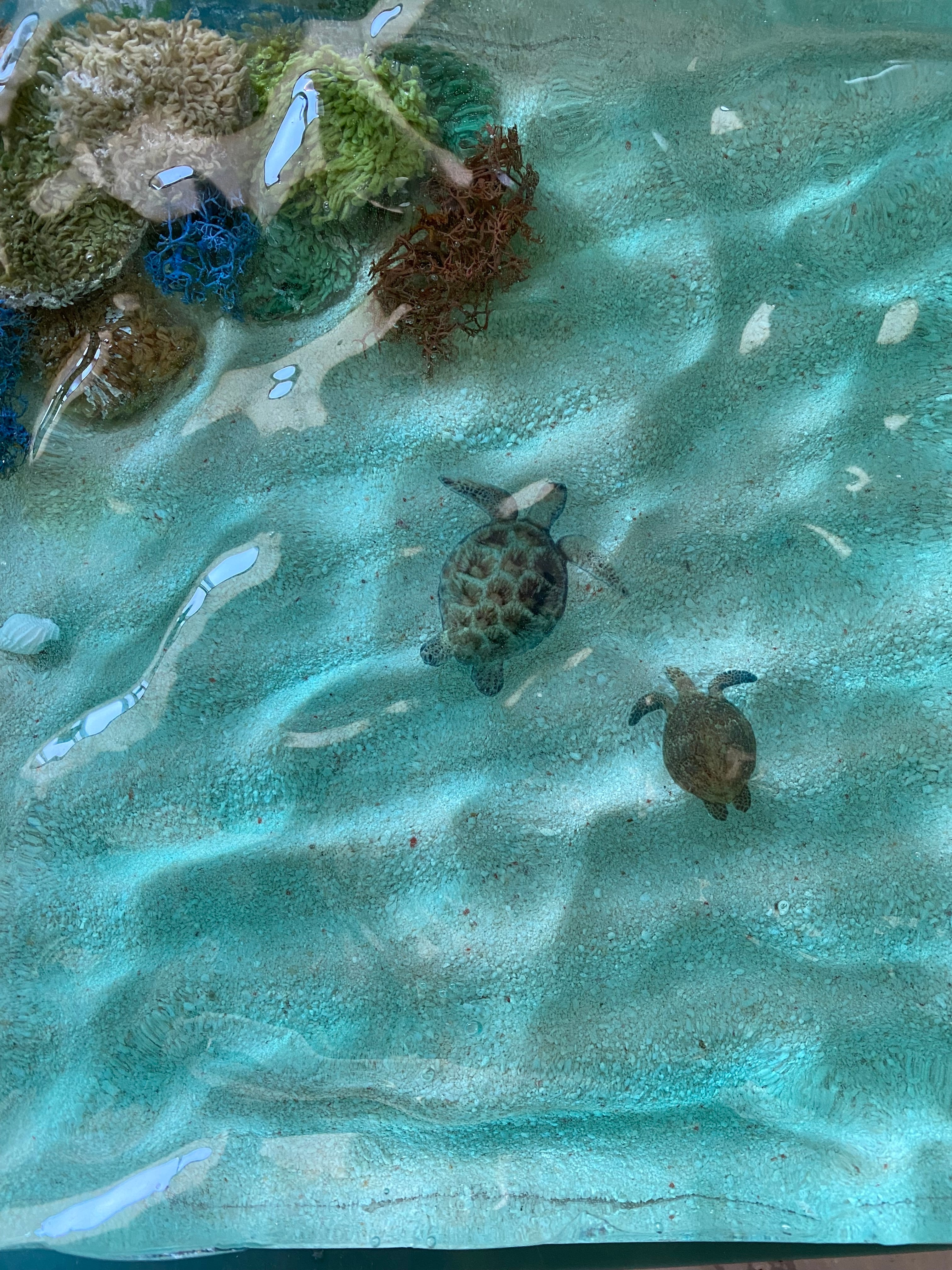 ジンベイザメ 海亀 珊瑚 アクリル画 原画 レジンアート可能 海 沖縄