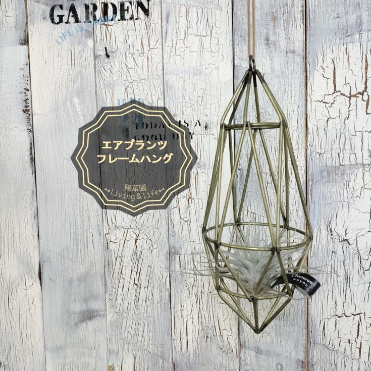 ビカクシダ ビーチィー コルク壁掛け 観葉植物 | 陽華園