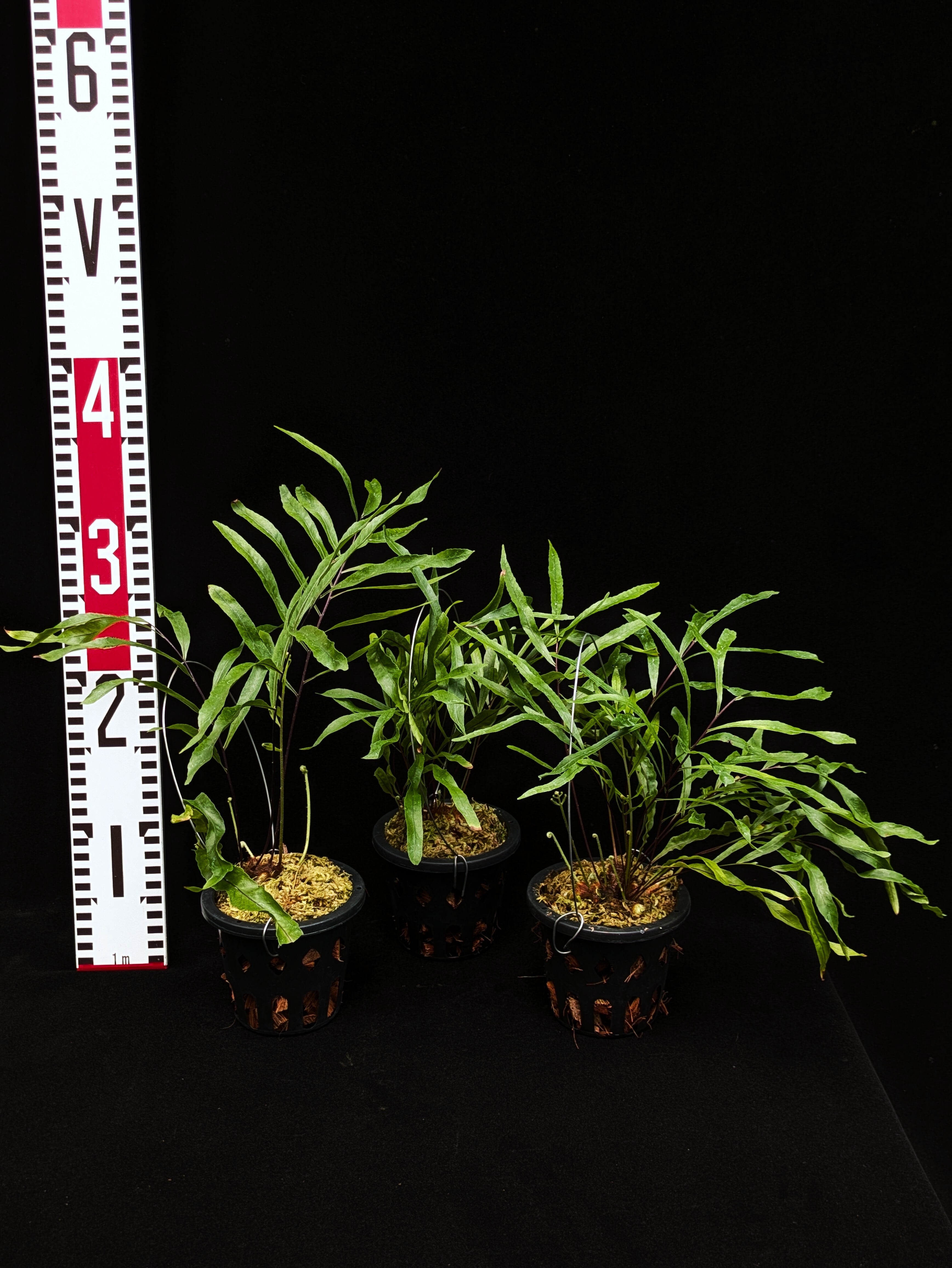 Drynaria rigidula (West Papua) | 伊藤蟻植物農園