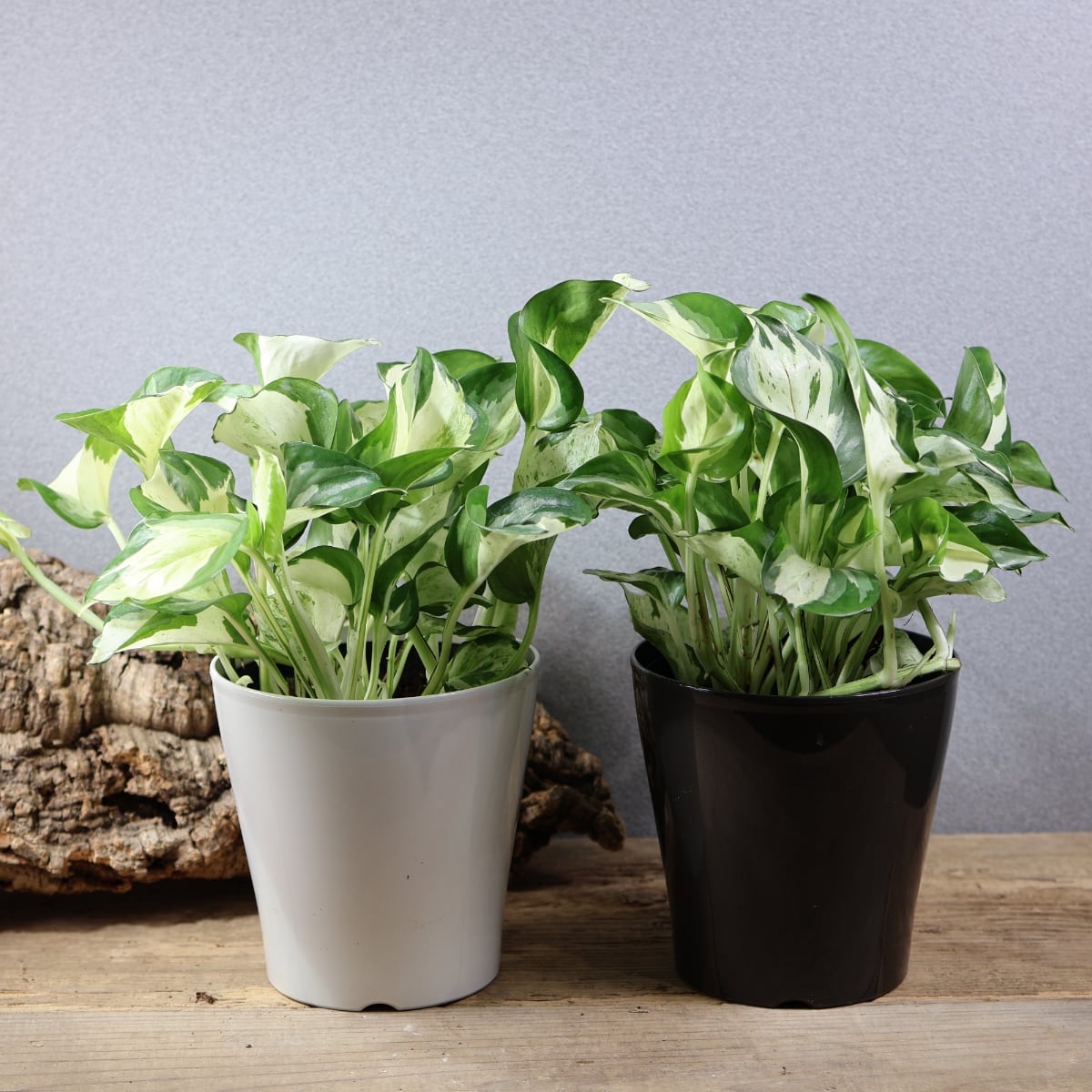 ALL ITEM | MARX PLANTS | 観葉植物・多肉植物・塊根植物