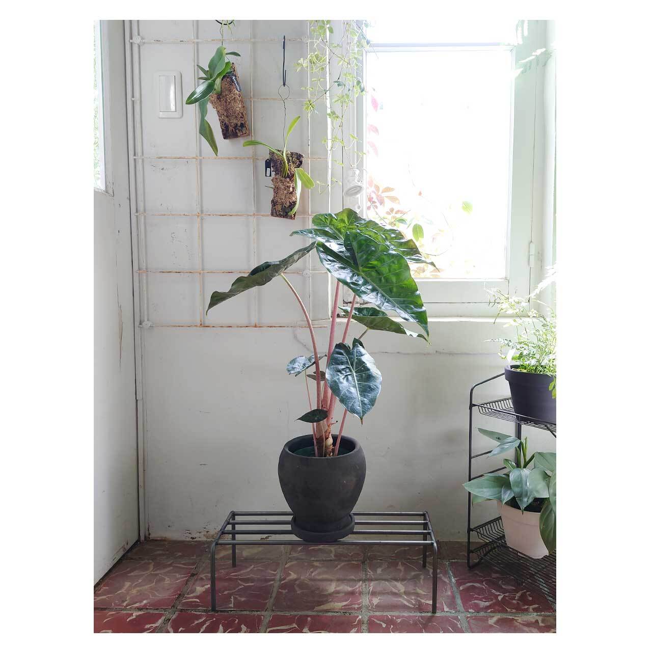 Alocasia Pink Dragon | Seeding