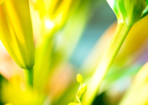黄色とライトグリーンの花の茎（フォトグラフ）