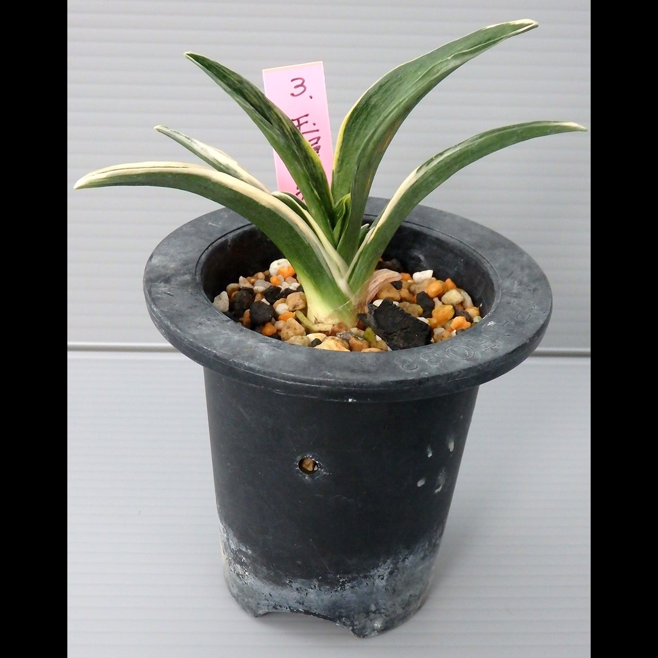 万年青（オモト）［日本国内向け］ | 森巣鬱林堂 / Morynos Utsurindo