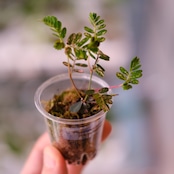 Phyllanthus urinaria 'Pink Variegated' / フィランサス・ウリナリア ピンク斑入り
