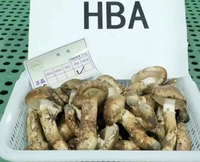 週末限定大特価！！中国雲南省産 新鮮松茸 小ぶり つぼみS 約1kg 数量