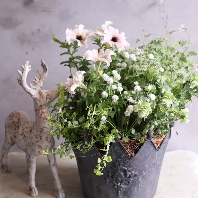 寄せ植え　ペチュニアロイヤルミルクティのクラウンカップ｜届いてすぐ飾れる完成品｜玄関にオススメ｜新築・開店祝いギフト｜モンディマンシェ
