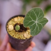 Stephania kaweesakii / ステファニア カウィーサキー㊹/ 観葉植物