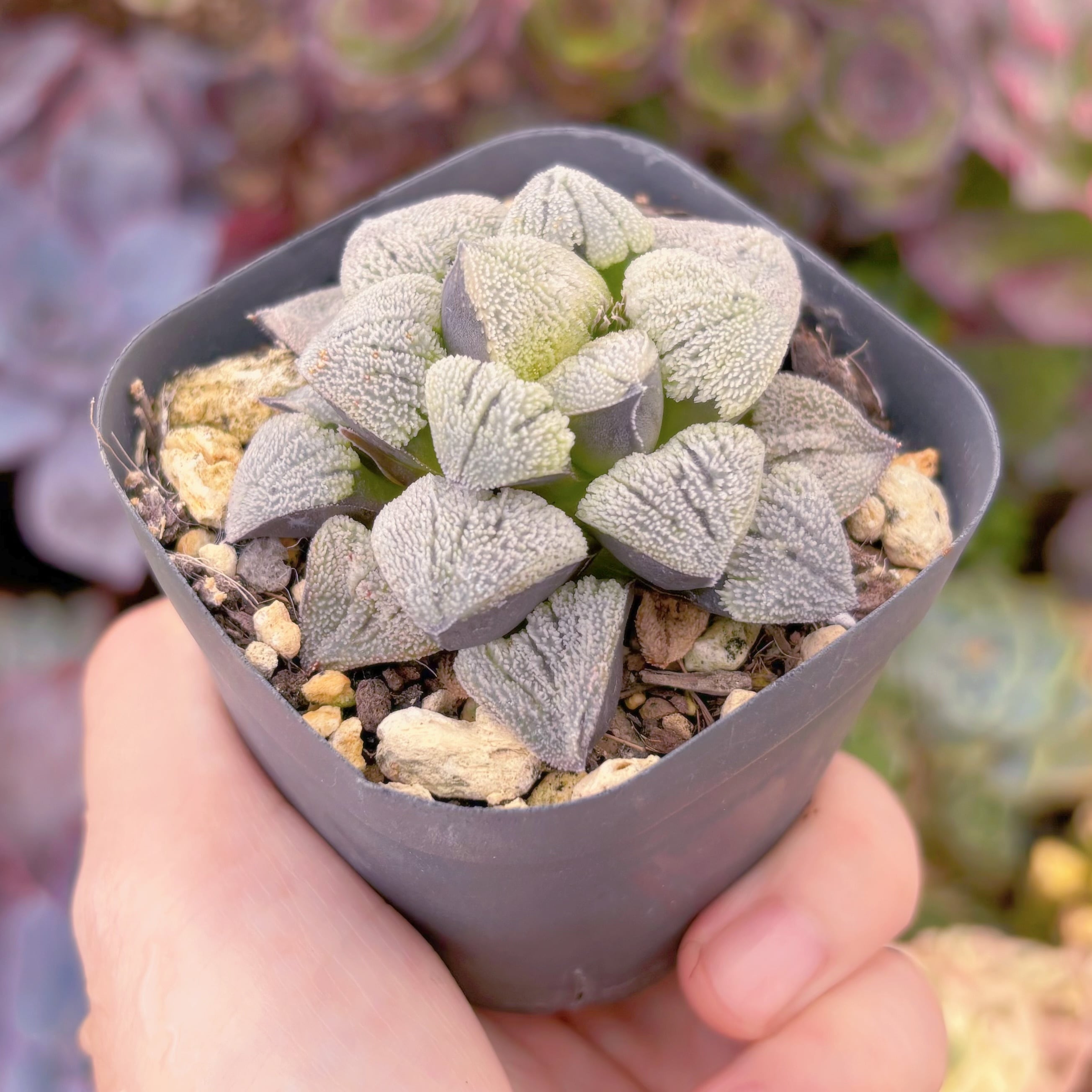 ○ ソウルクラウン ○ 人気種 ハオルチア 多肉植物 サボテン 多肉植物