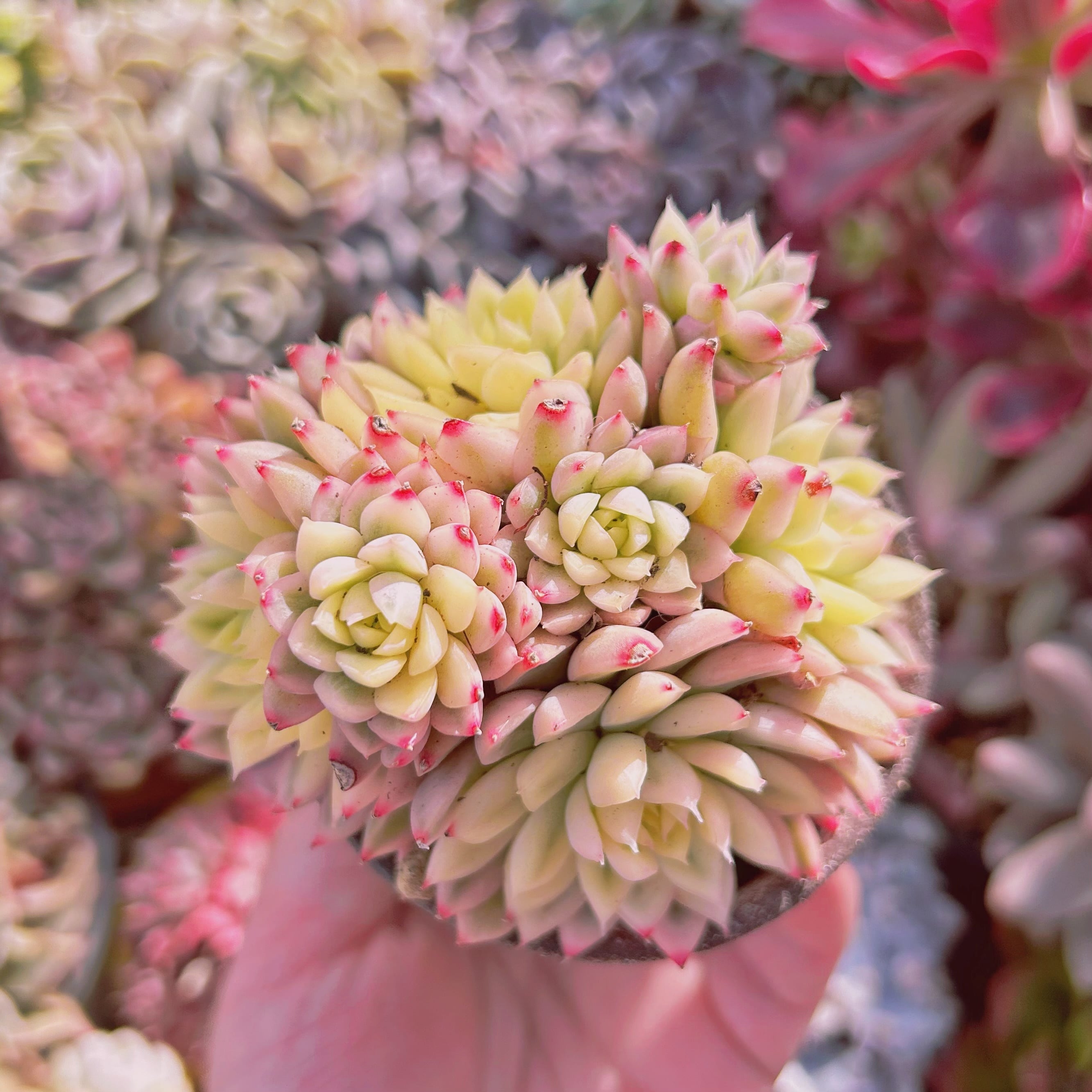 #282現物　多肉植物　Echeveria  女雛錦　