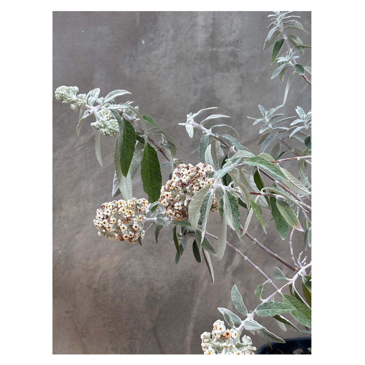 【しるばー】購入ページ①/4 Buddleja 'Silver Anniversary' | Seeding