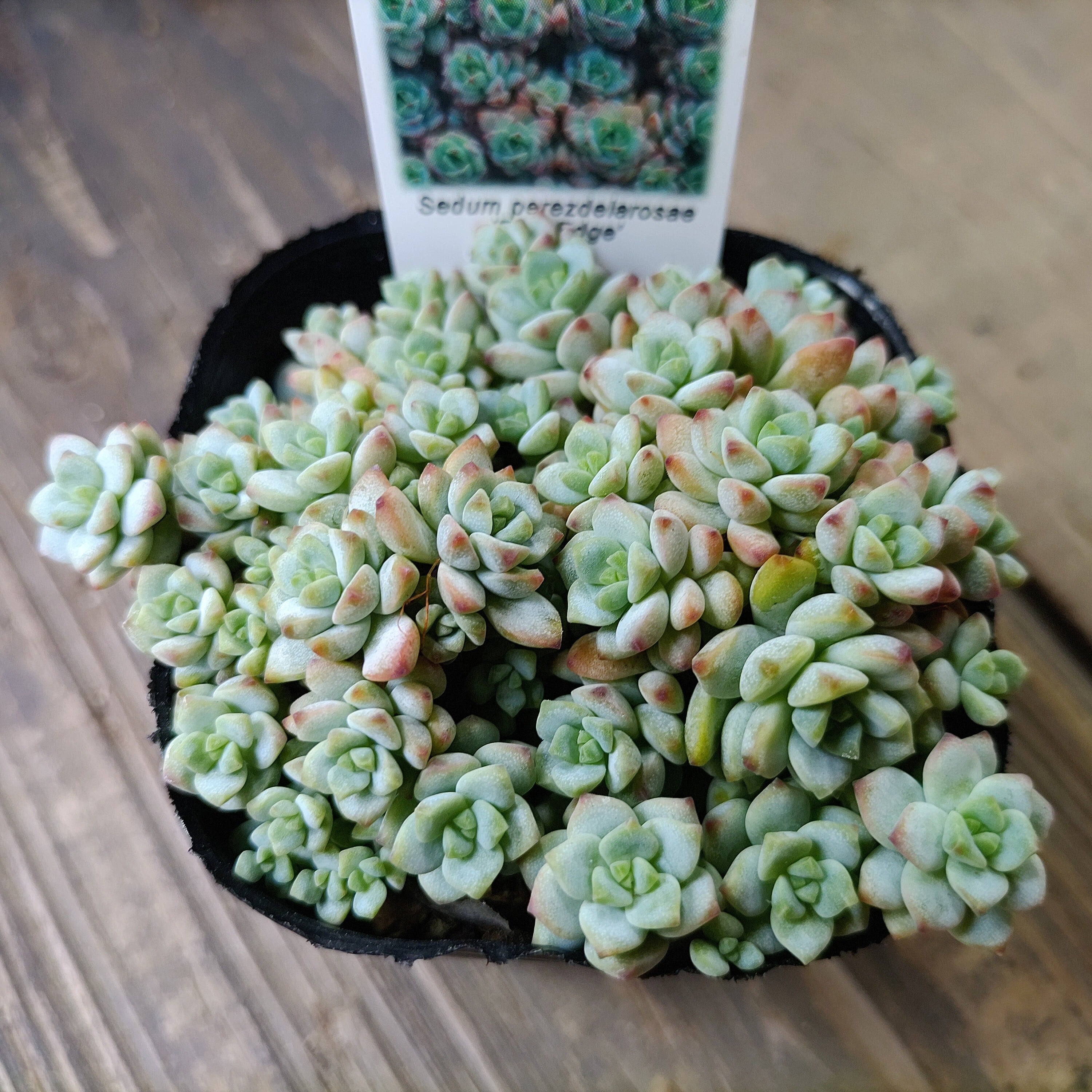 カシミヤバイオレット(アエオニウム) | RuPo 多肉植物専門店