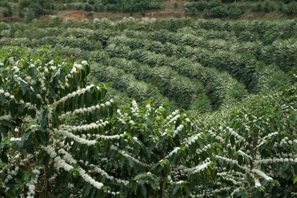 ブラジル カルメリート農園 Pulped Natural