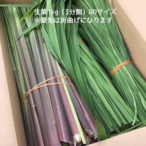 原種まこもの生葉　1kg （箱に入る長さにカット）