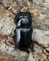 【WD】《スマトラオオヒラタ ベンクール産 内歯下がり 87mm ペア》