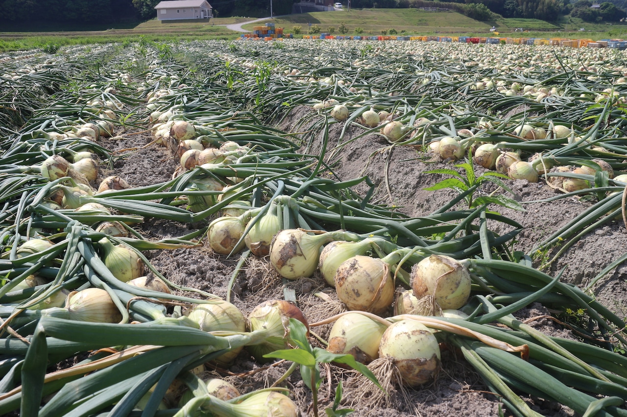 淡路島産 完熟とろ甘玉ねぎ　熟れっ玉 〜アワヂカラファーム直送〜2Kg