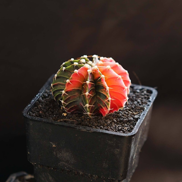 選べるカット苗 LB2178交配錦 Gymnocalycium 'LB2178 Hybrid Variegated'