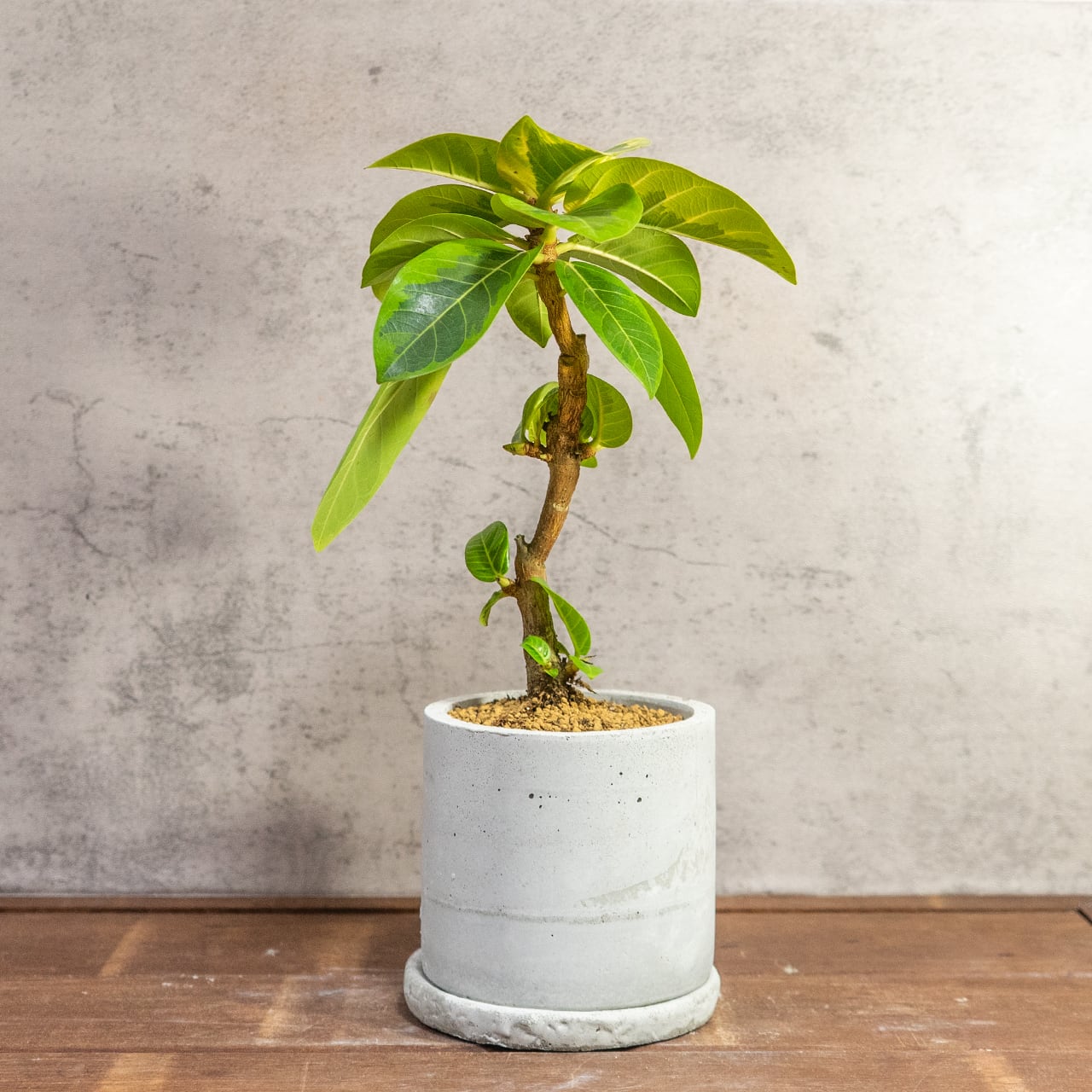 【モダンインテリア】フィカス アルテッシマ 曲線美を楽しむ 曲がり樹形 モルタル鉢 ミニマルで格好いい 丁寧な暮らし ■虫発生抑制