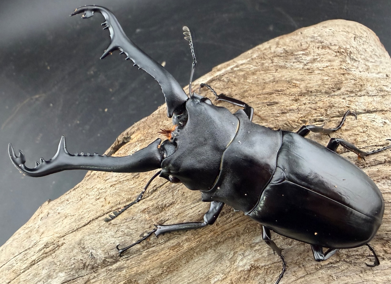 【WD】《ギラファノコギリ亜種ニシヤマイ 95mm ペア》