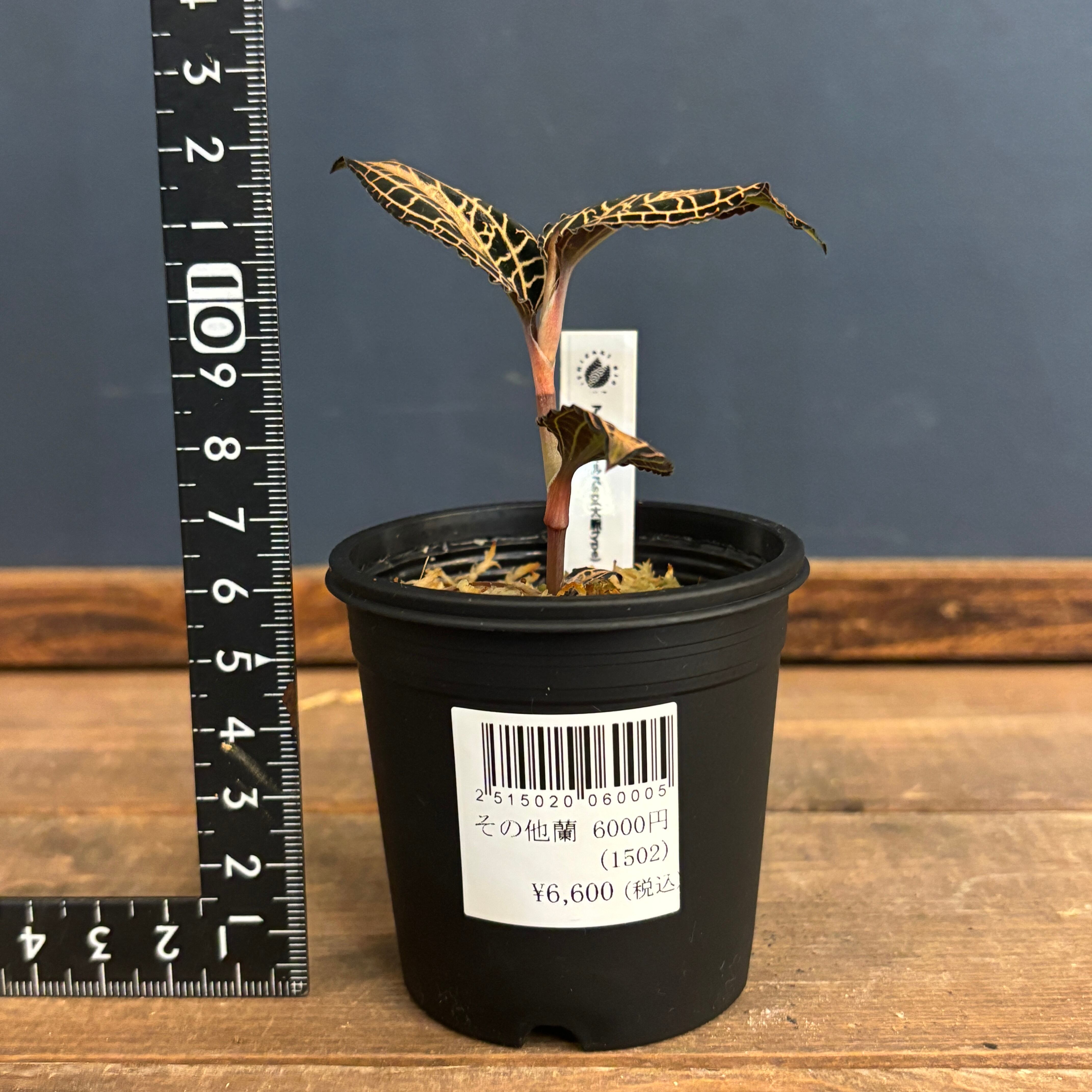 ジュエルオーキッド アネクトキルス sp 太脈type【56】 | PROTOLEAF