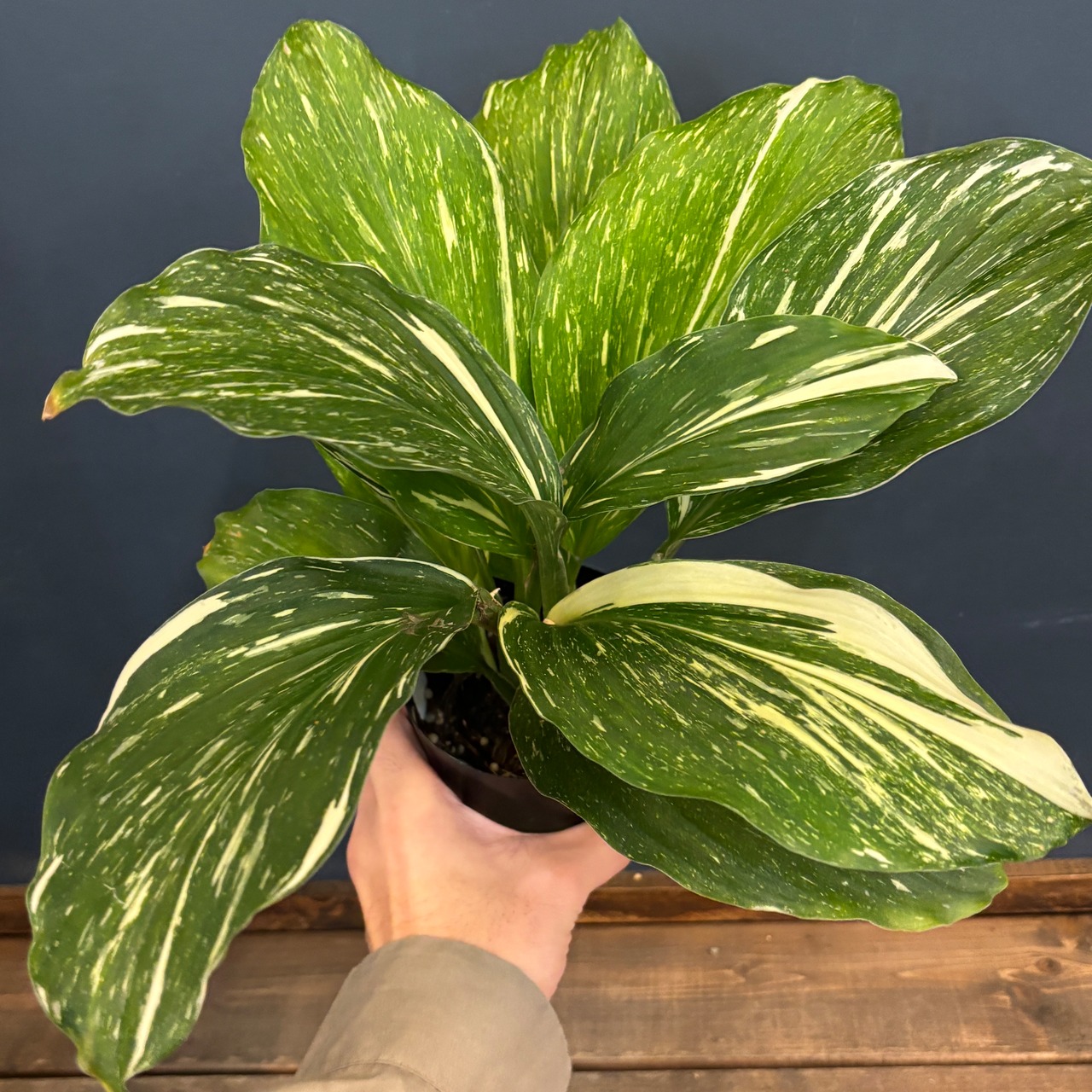 ケンフェリア　アルボ　バリエガータ【228】