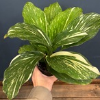 ケンフェリア　アルボ　バリエガータ【228】