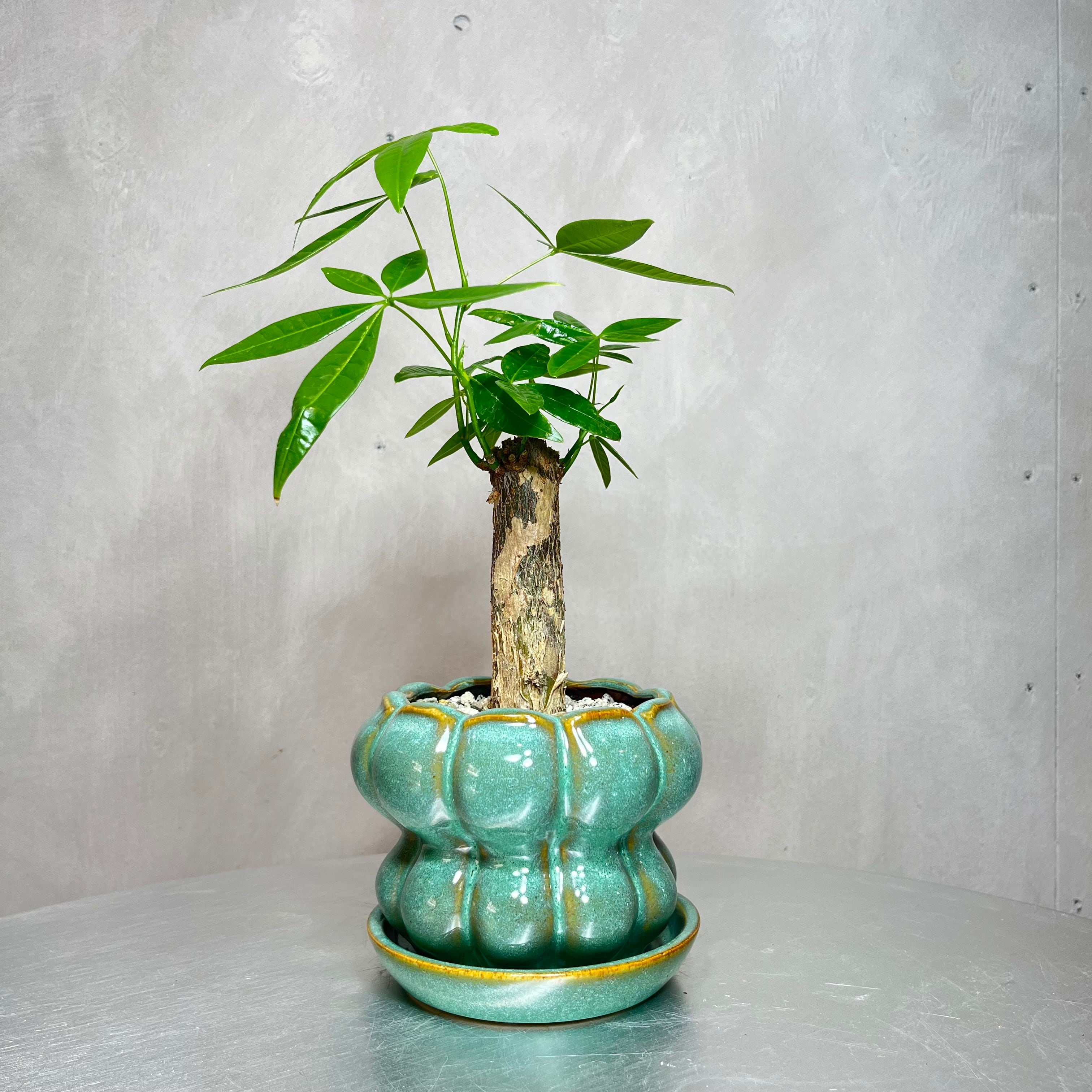 観葉植物 | greenshouse