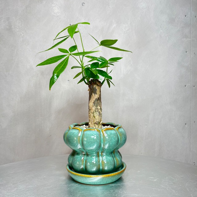 パキラ 観葉植物 植え込み