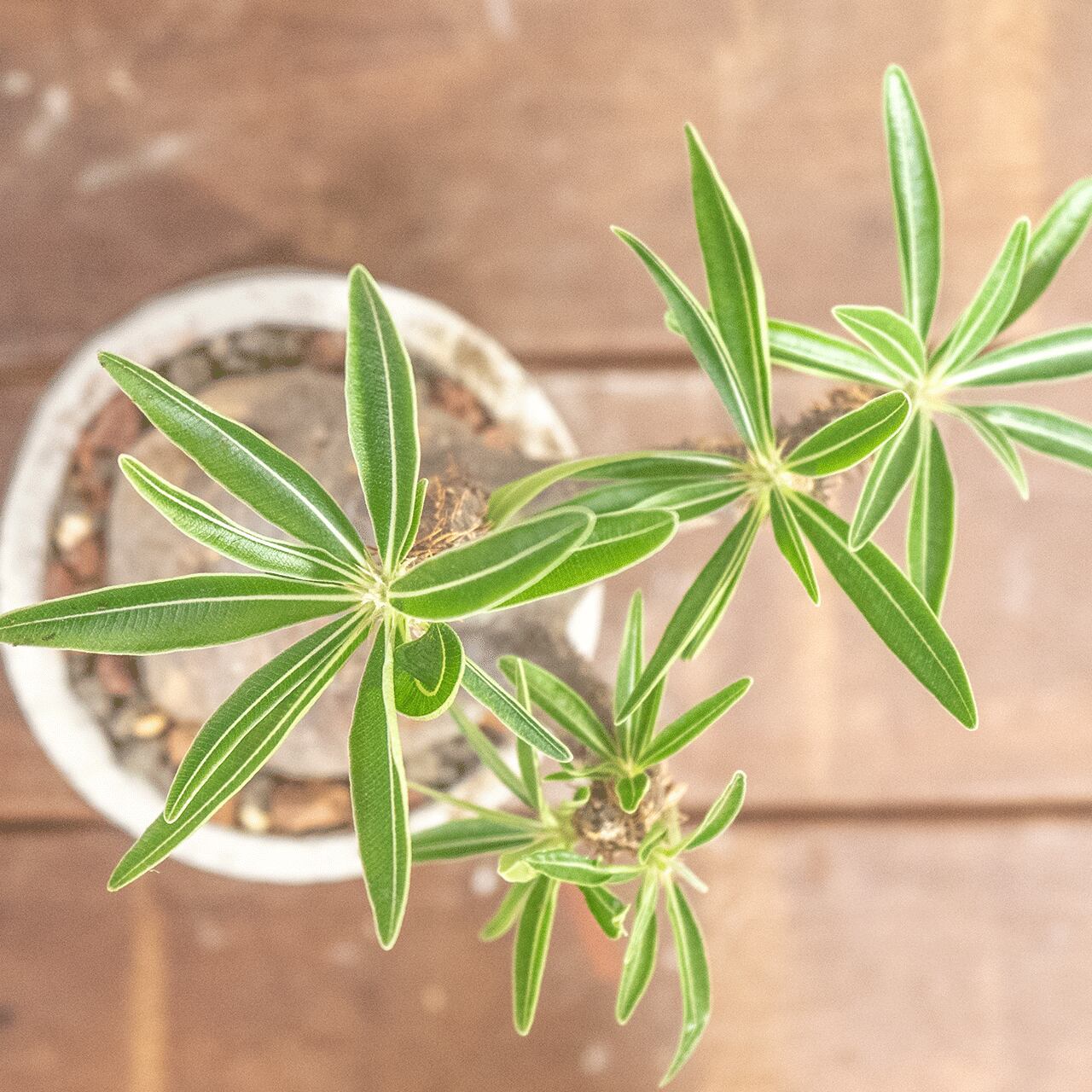 パキポディウム・グラキリス｜ゴツゴツ質感が魅力の荒肌株【モルタル鉢仕立て】