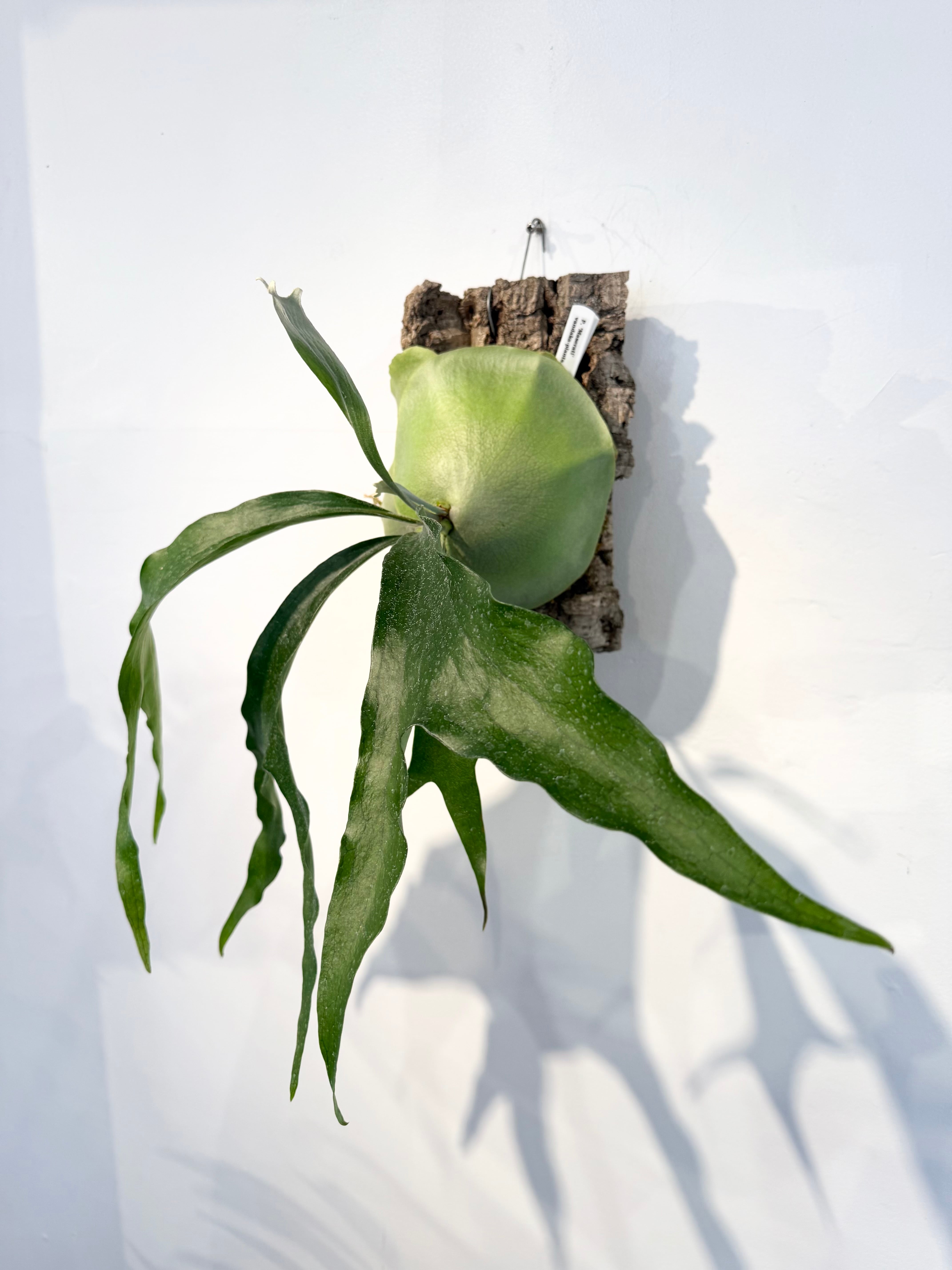 a) P. 'Maserati' ビカクシダ 'マセラティ' | vandaka plants