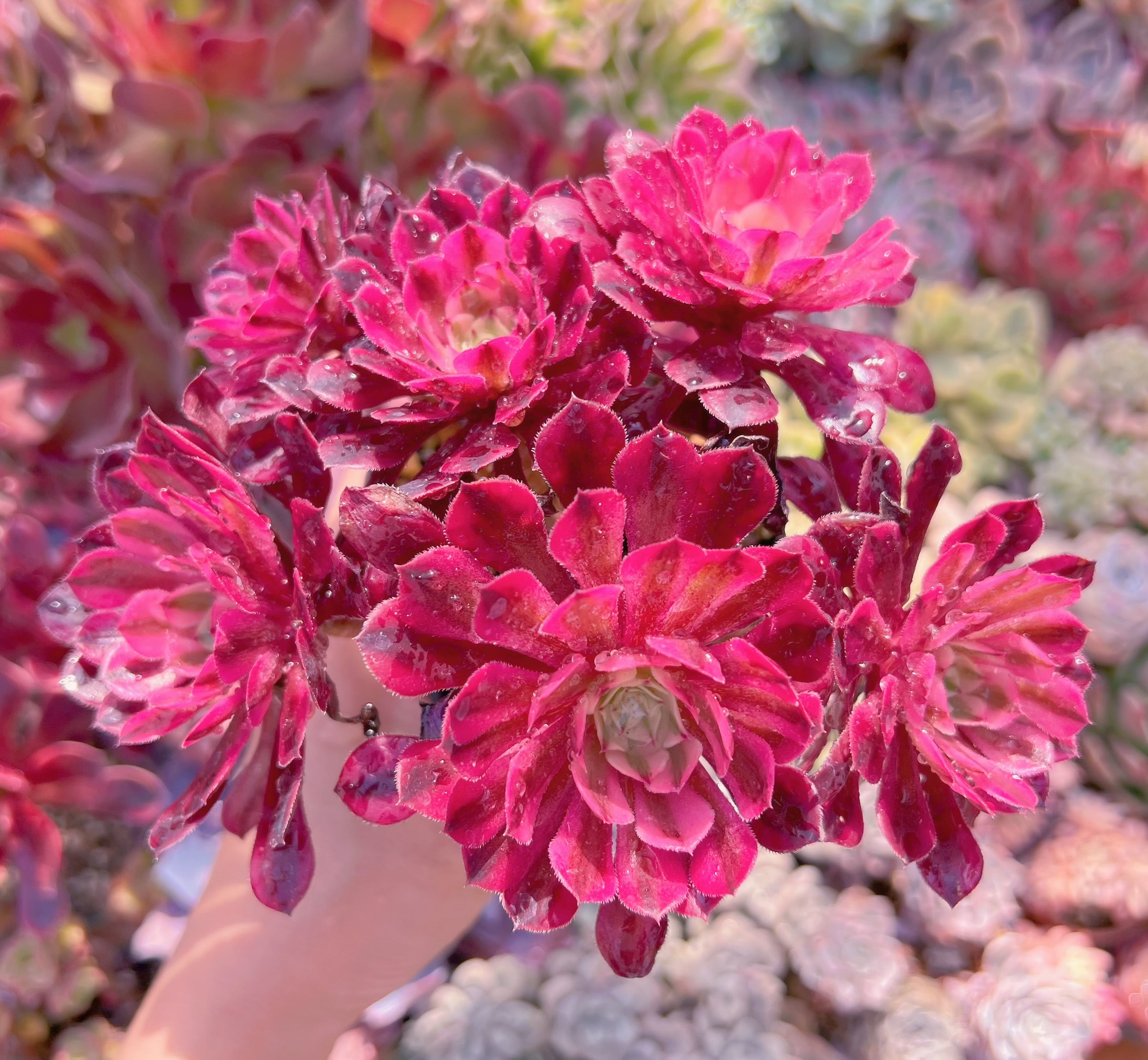 現品　ブラックチェリー#3006　群生　るる農園