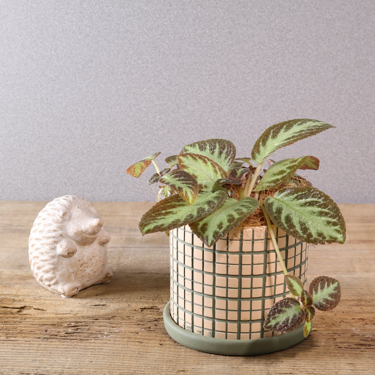 374 ベルベットの葉に宝石のような輝き『エピスシア クプレアータ