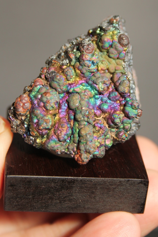 【5103】宮崎レインボー ローズウッドベース大