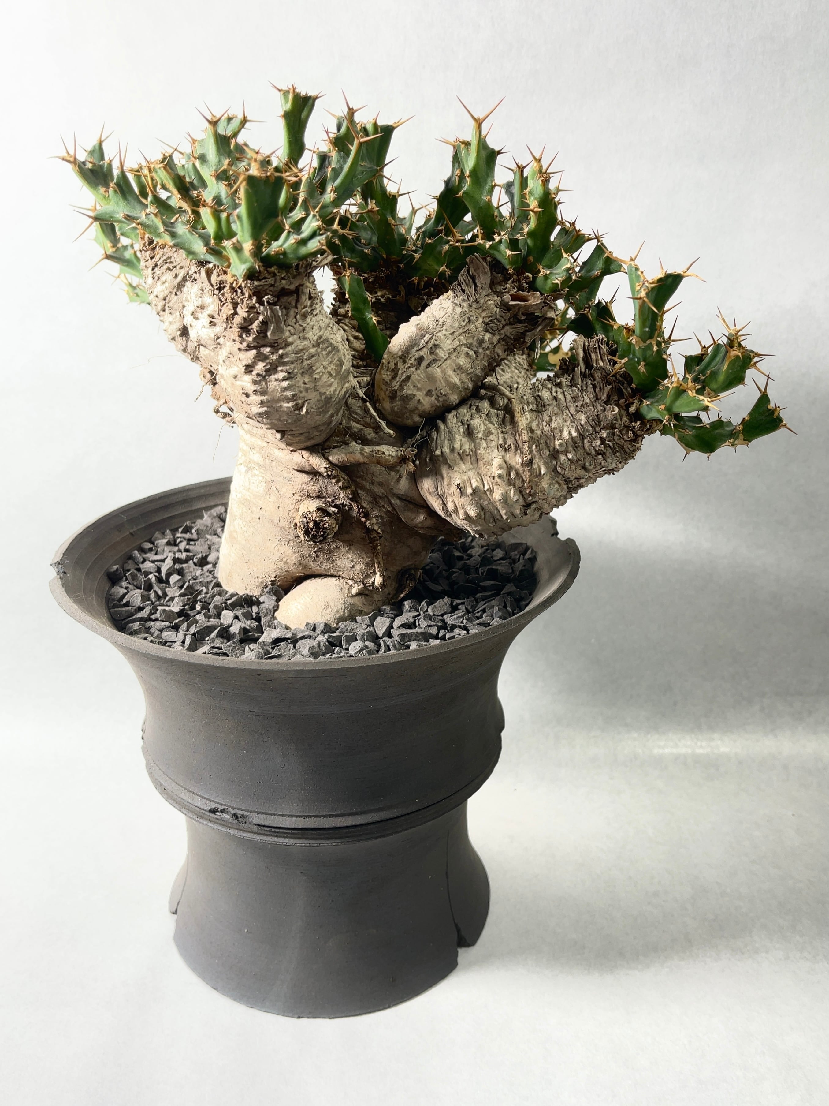 ユーフォルビア・クラビゲラ | trigger