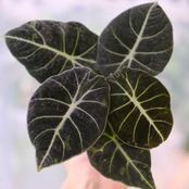 【斑入り】アロカシア ブラックベルベット / Alocasia reginula 'Variegated'