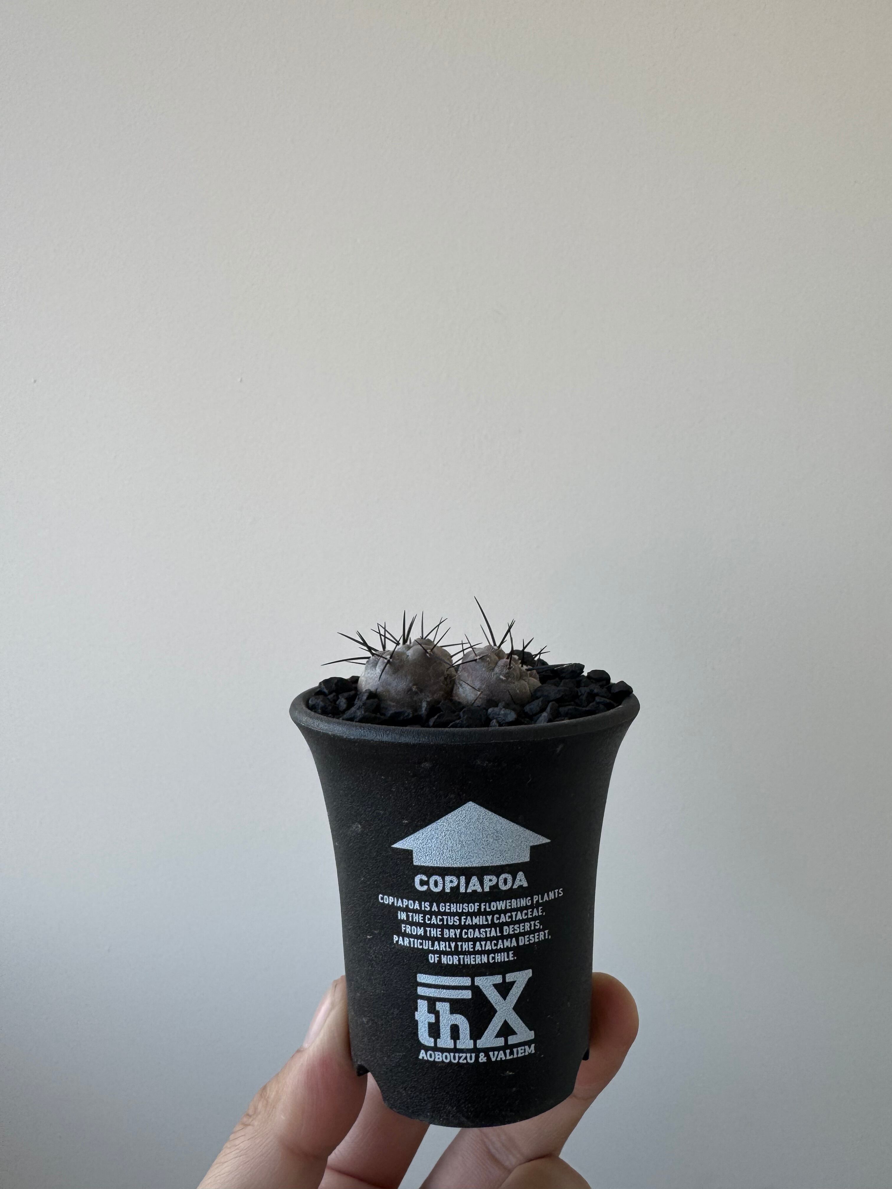 【極上苗】Copiapoa cinerea × VALIEM THX鉢【俺の黒王丸・まん丸ダブルヘッド】コピアポアシネレア