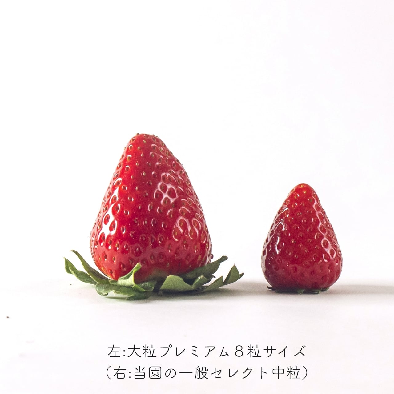 極み・贈答セレクト＞ 稀少苺、古都華の大粒プレミアム（6～9粒