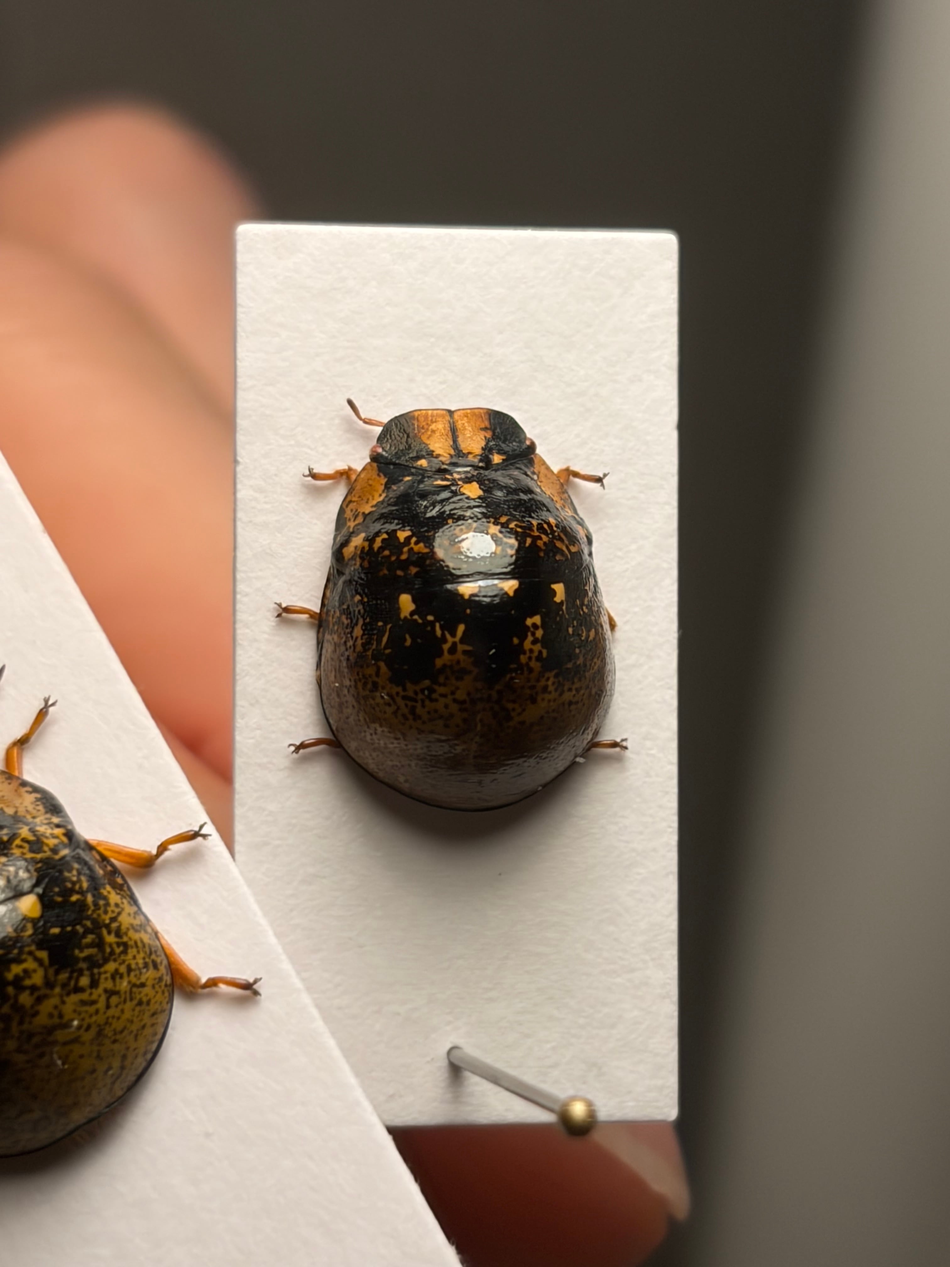 幻のクワガタマルカメムシ　ペア 中型ペア】幻のクワガタマルカメムシ 標本 とんでもない甲虫 BRUTUS