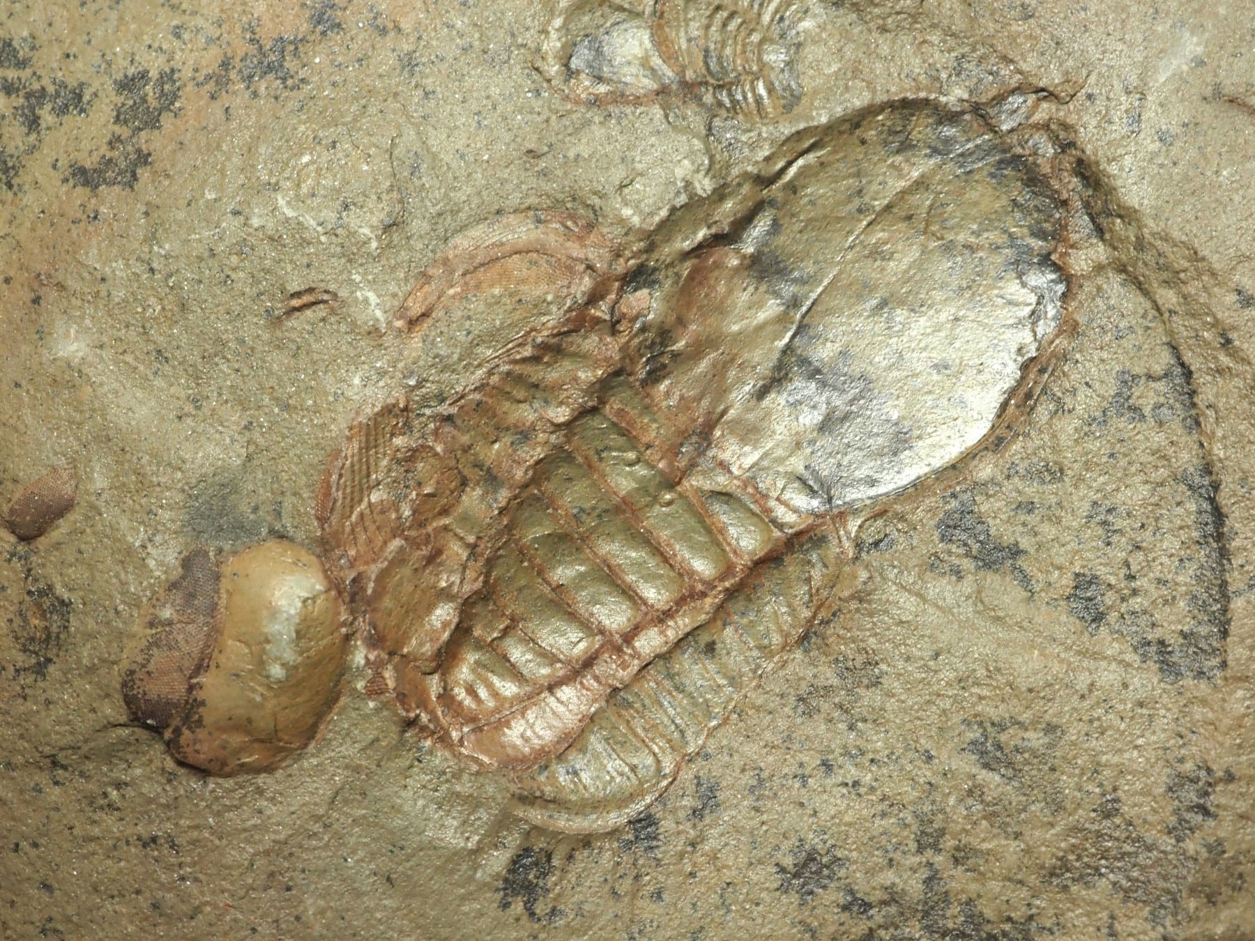 Trilobites / 三葉虫 | 化石・隕石・鉱物の販売 JURASSIC