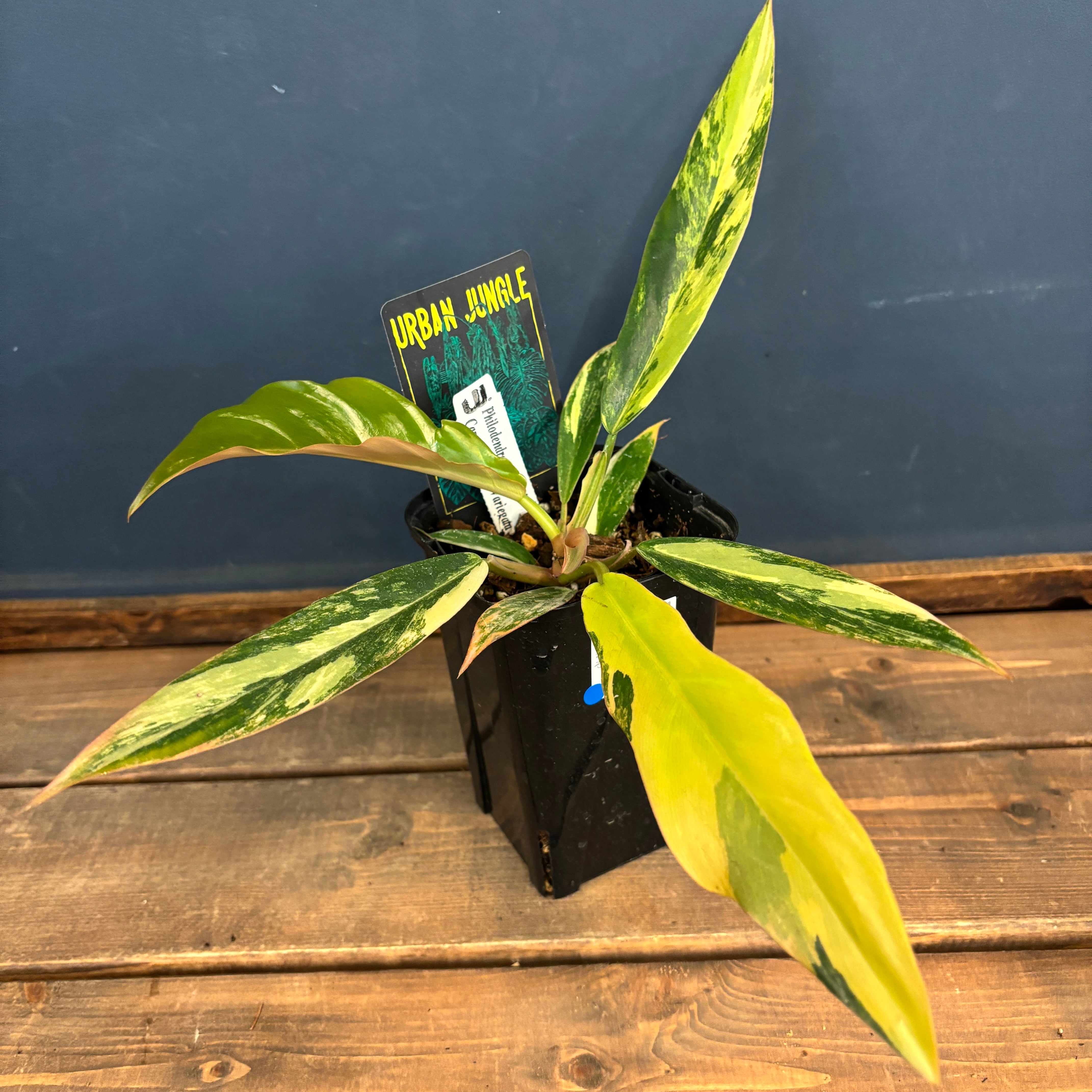 【貴重】フィロデンドロン キャラメルマーブル フィロデンドロン キャラメルマーブル【204】 | PROTOLEAF