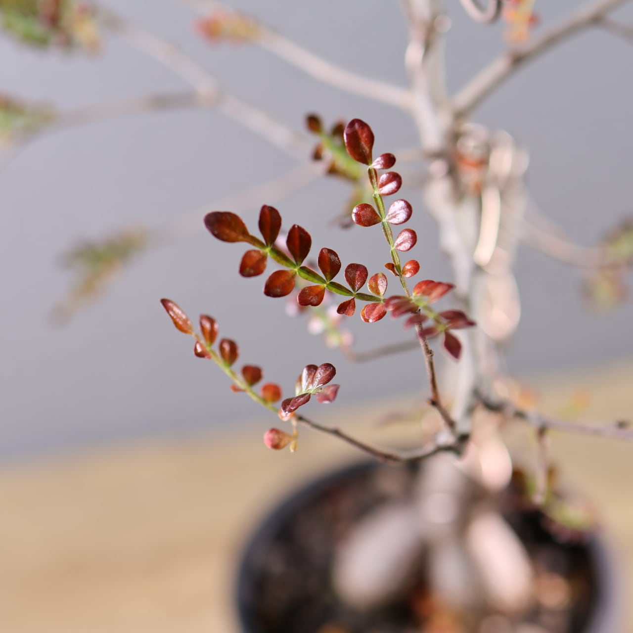 582『オペルクリカリア デカリー』観葉植物【送料無料】 | MARX PLANTS