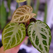 アンスリウム ドラヤキ × シルバーブラッシュ│Anthurium Dorayaki × A. Silver brush│観葉植物