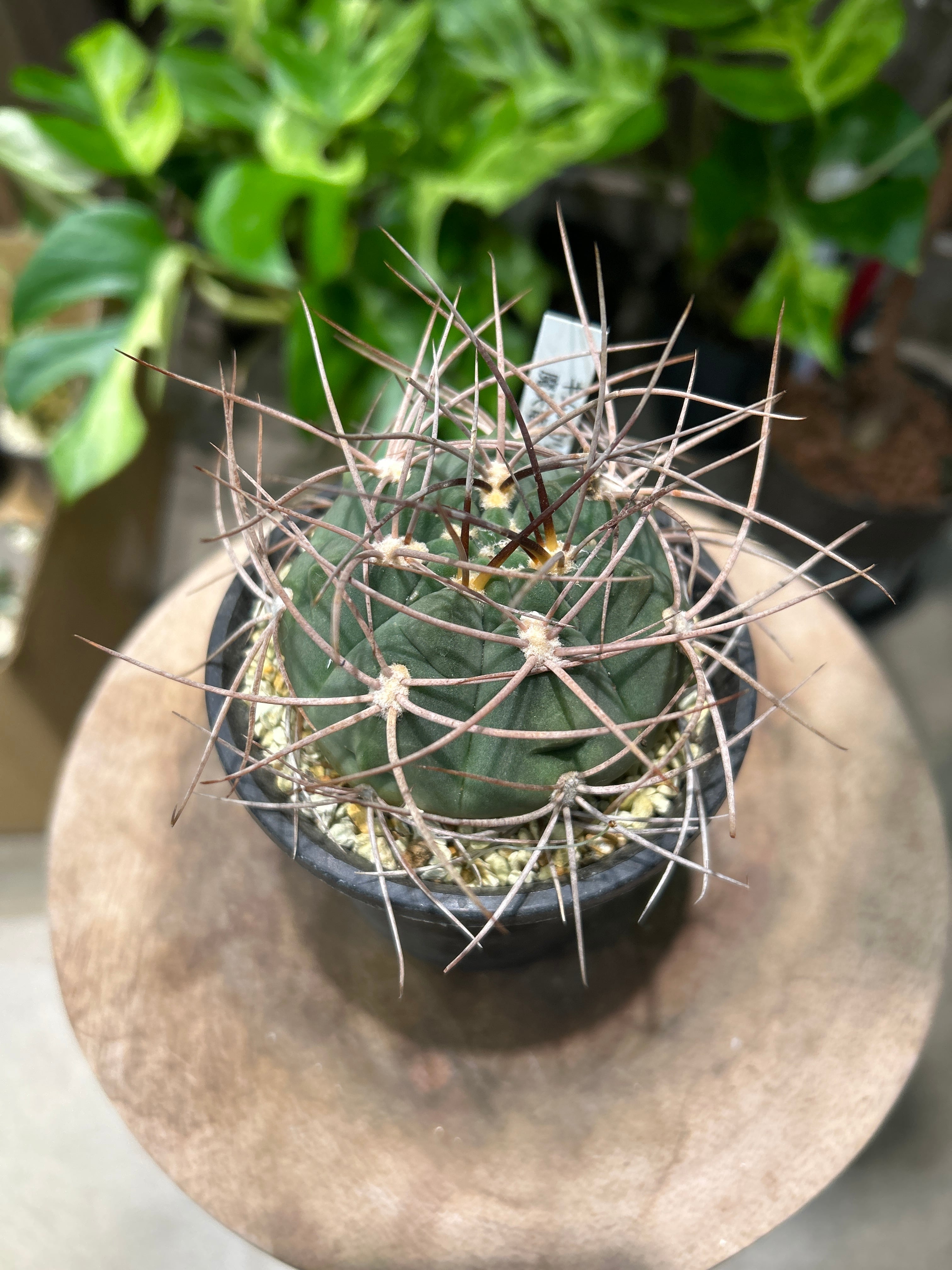 ホヤ カルノーサ スージーQ | MIDORIYA 観葉植物専門店