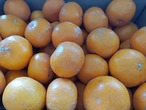 【入手困難】【M】的兵みかん/和歌山県/田口完熟CLUB/的場清/青秀5kg【直送】