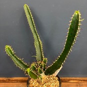 【クリアランスセール対象商品】ユーフォルビア　ムランジーナ【851】【再撮影】【◆】